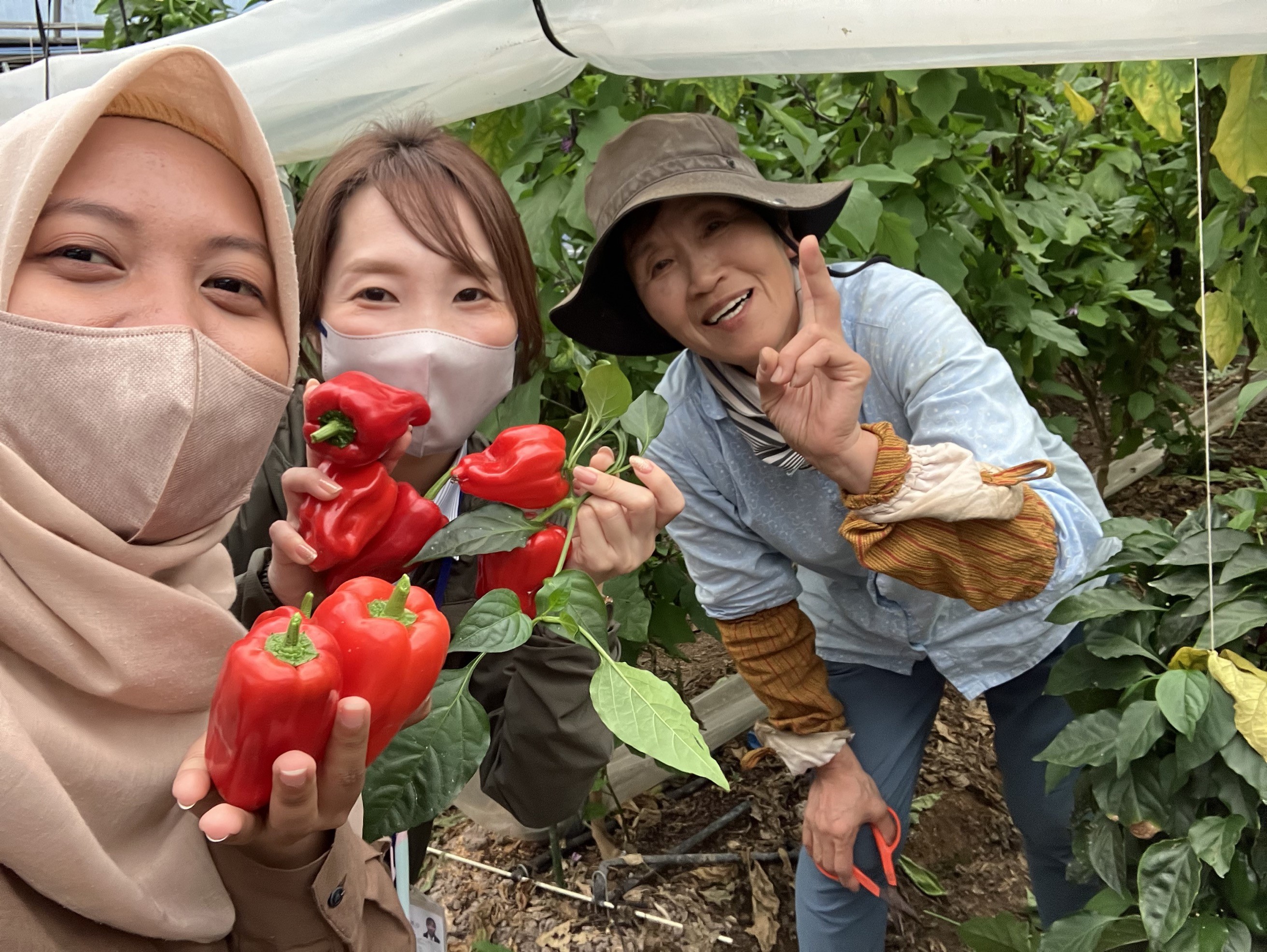 外国人紹介・採用雇用サービスの料金プラン | marimo HR